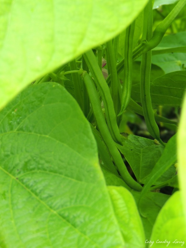 Green Beans Growing in the Garden