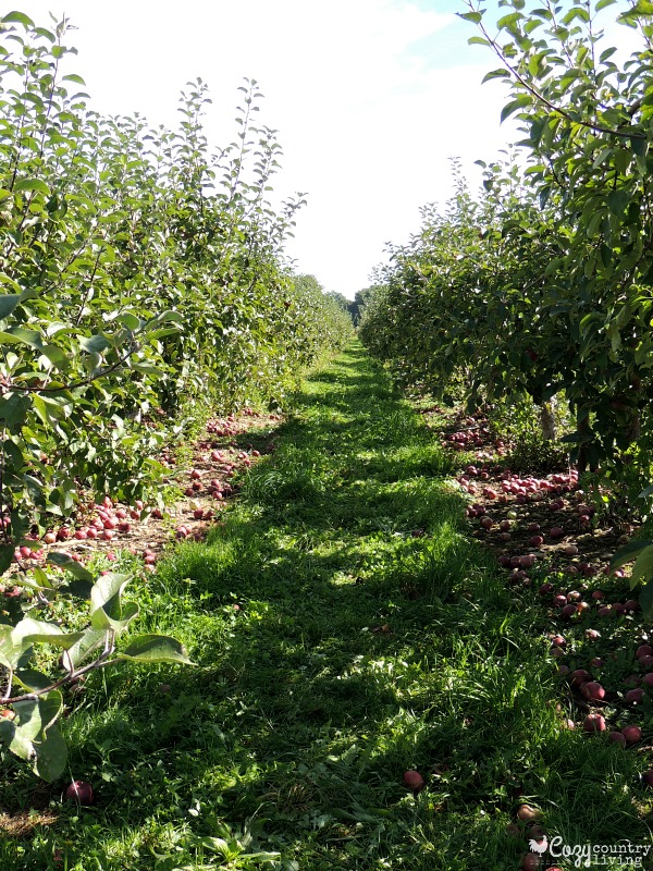 Beautiful Rows of Apple Trees