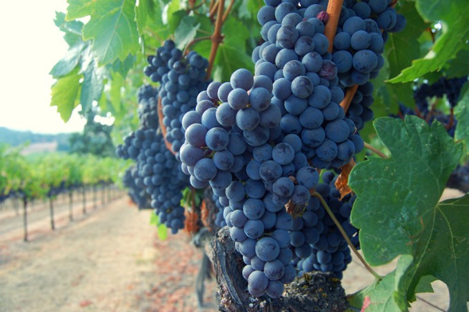 Kenwood Vineyards Grapes Growing