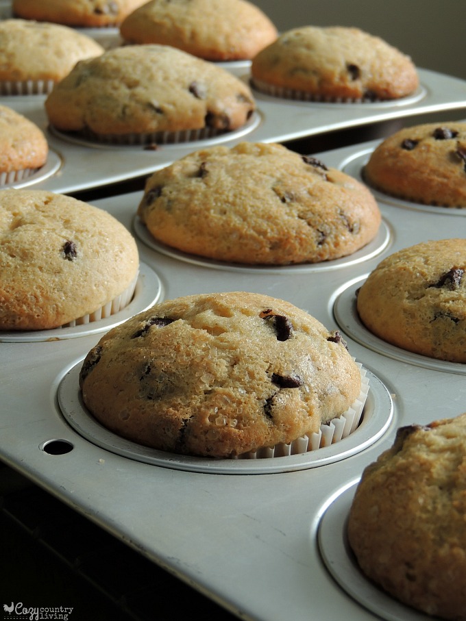 Freshly Baked Chocolate Chip Muffins