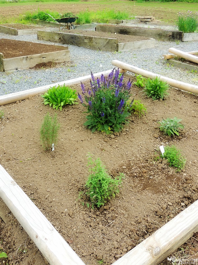 Herb Raised Bed in Garden Spring