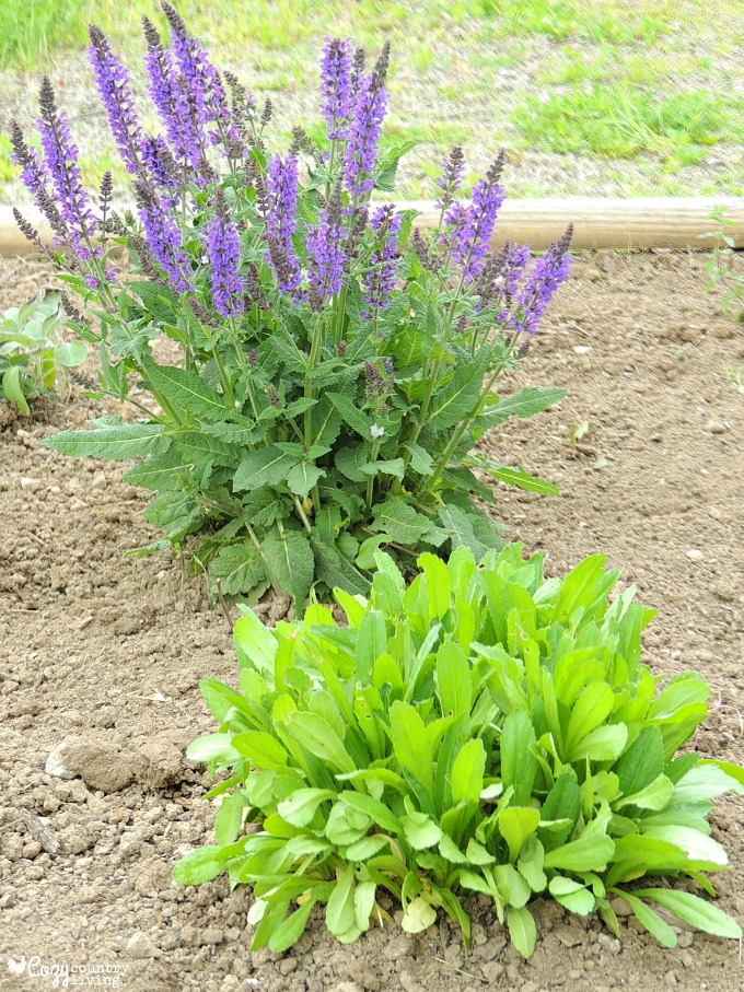Shasta Daisies and Salvia Sylvestris in Herb Garden for Color