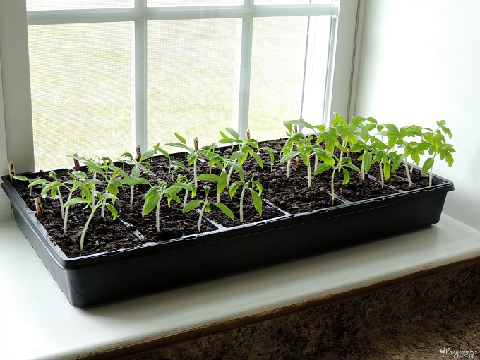 Tomato Plants Growing on Window Sill Indoors