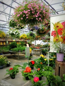 Harvest View Greenhouses Western New York