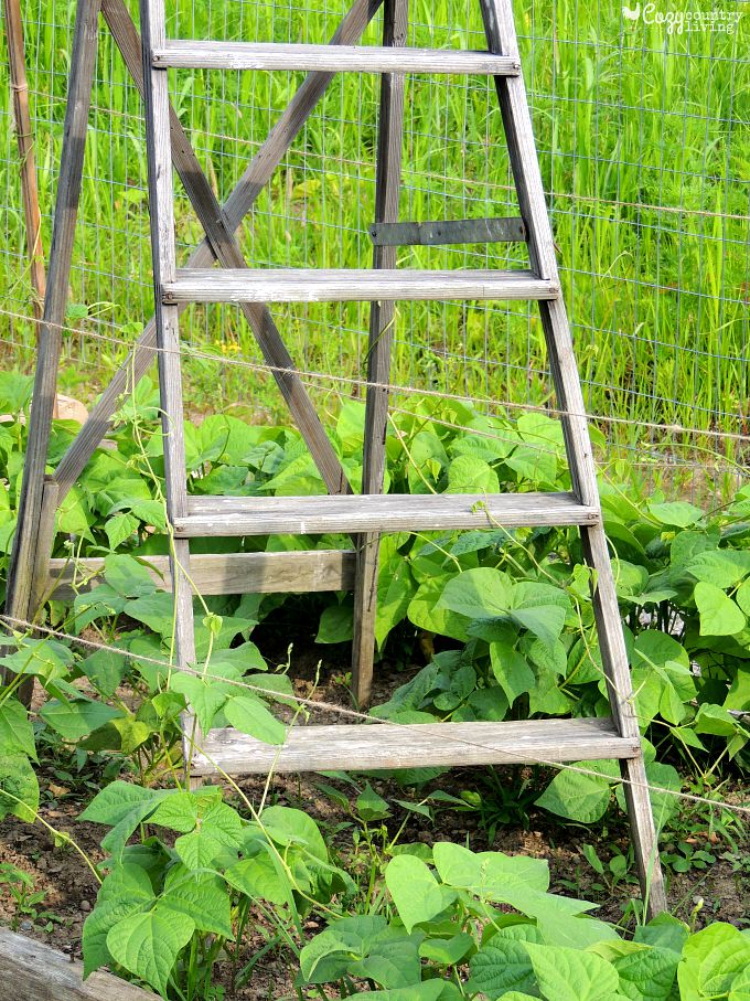 Old Ladder for Beans to Grow Up in Raised Bed
