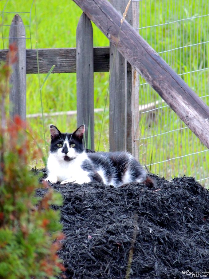 One of Our Barn Cats Enjoying a Garden View