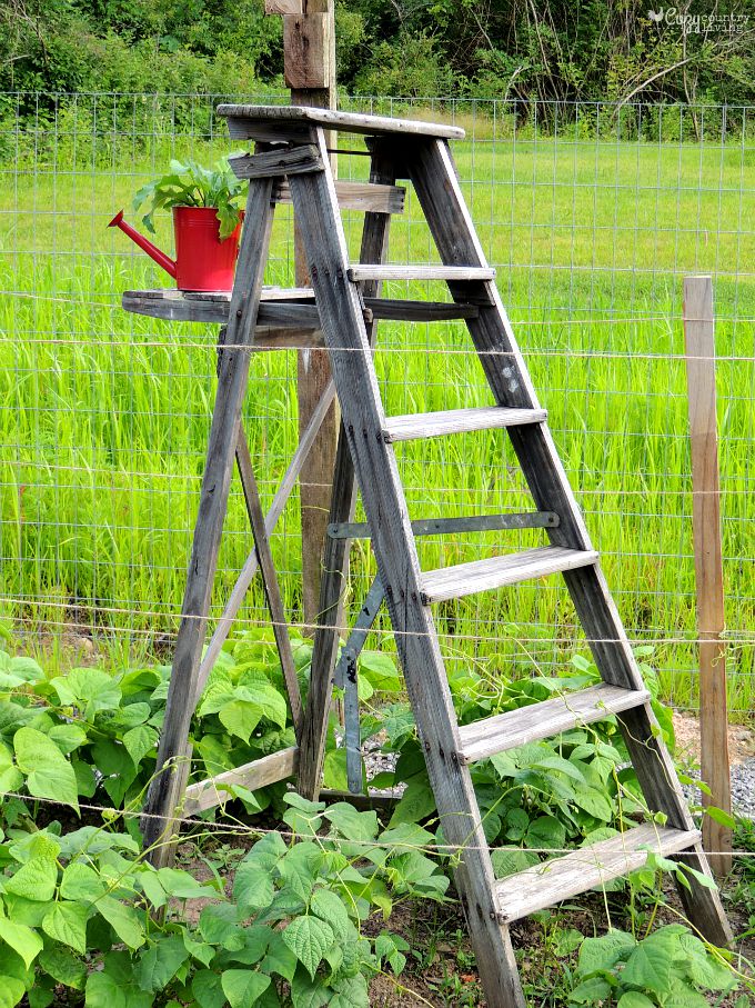 Pole Beans with Old Rustic Ladder in Garden
