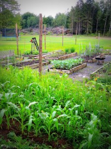 Tall Fence Around Garden To Keep Deer Out