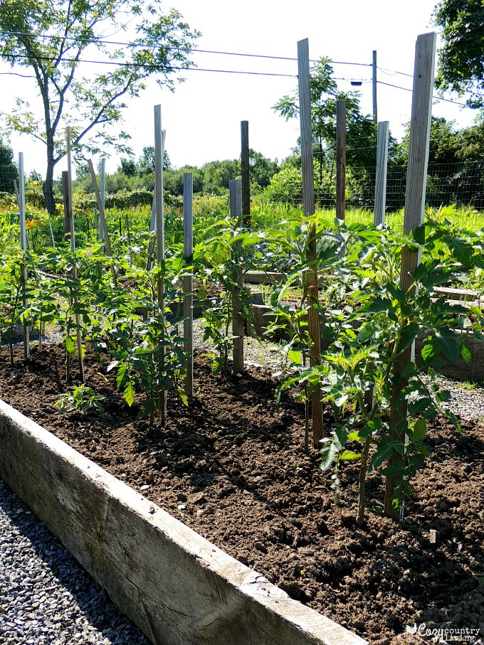 Tomato Plants Stakes in Raised Beds in Garden