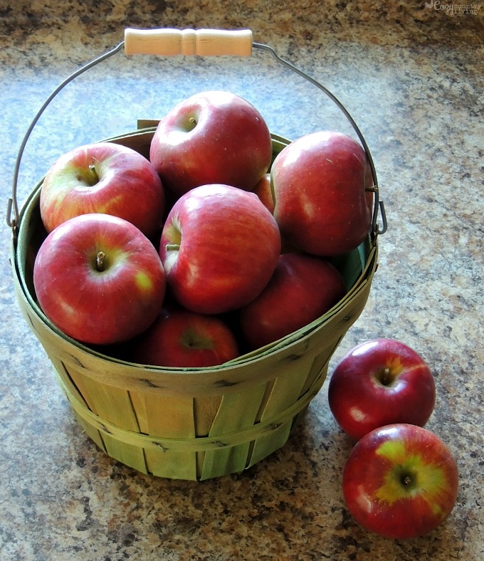 Freshly Picked Cortland Apples in Basket