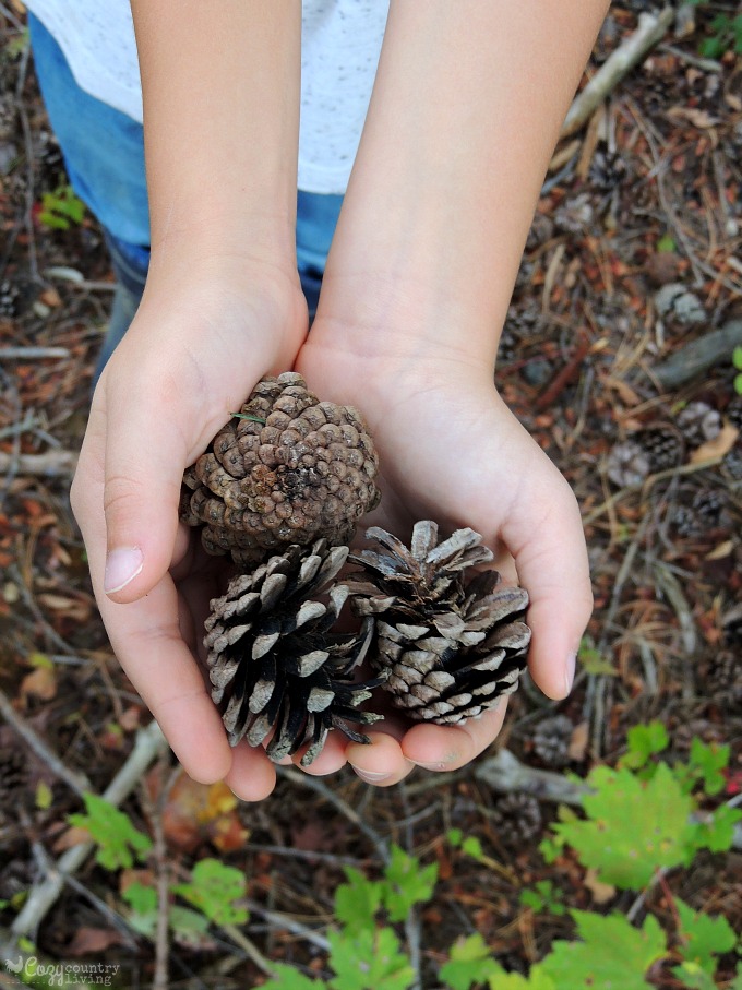 Kids Exploring Nature Pinecones
