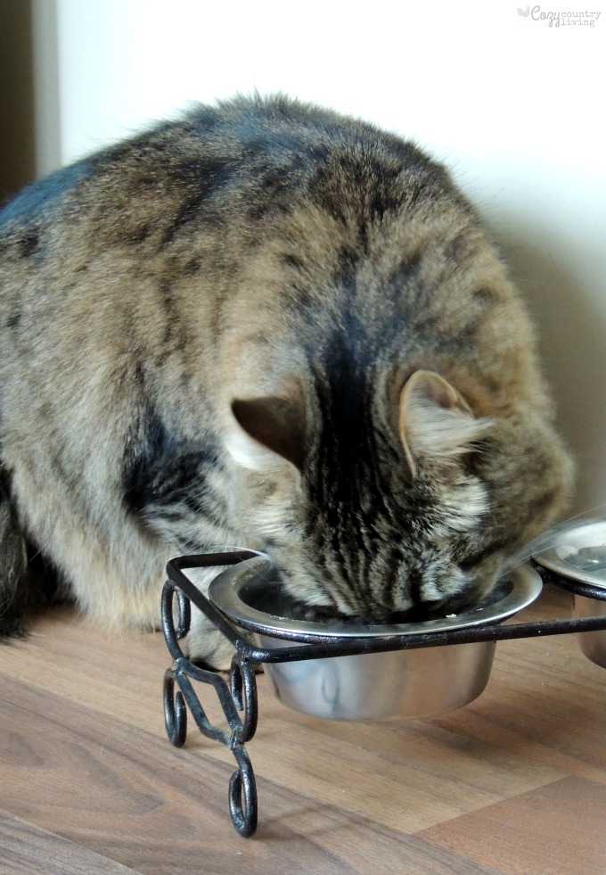 Tootsie Enjoying Muse Cat Food