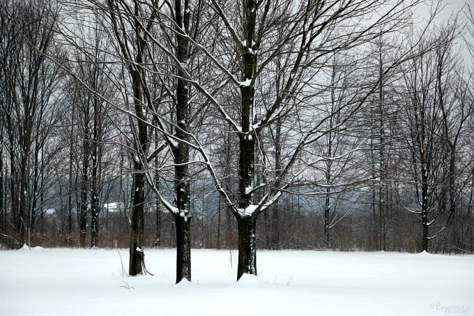Beautiful Winter in Western New York