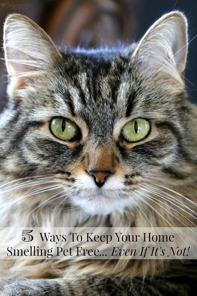 5 Ways To Keep Your Home Smelling Pet Free... Even If It's Not!