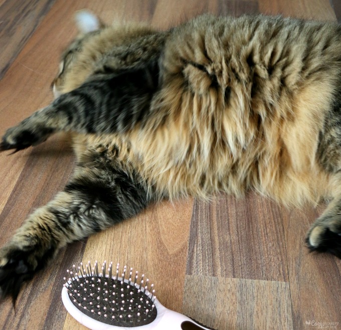 Brush your Furry Pets Regularly