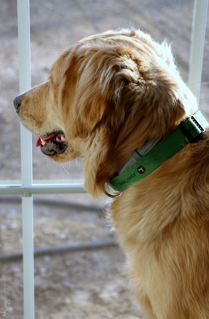 Easily Clean Up Dog Nose Prints on Windows with Lemi Shine Glass + Surface Cleaner