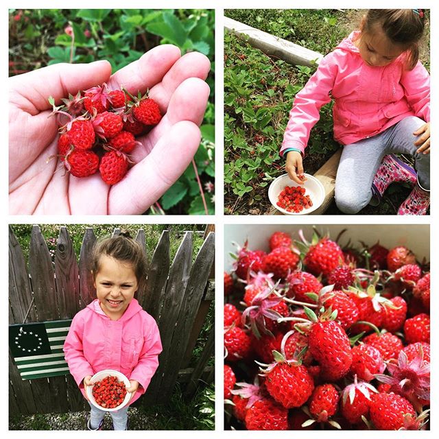 Wild Strawberries Instagram