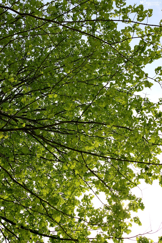 Find the Perfect Shade Tree for your Picnic