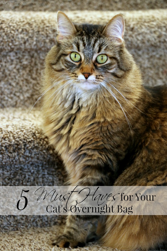 5 Must Haves for Your Cat's Overnight Bag #PerfectPortions