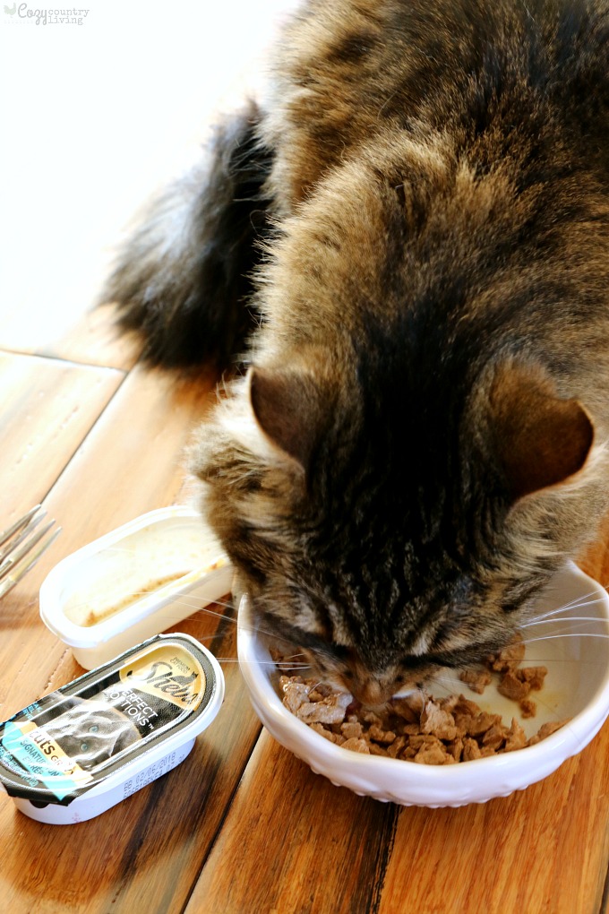 Cats love SHEBA® PERFECT PORTIONS™ Cuts In Gravy Signature Tuna Entrée