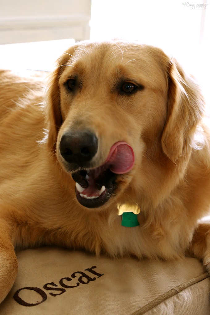 Fresh Dog Breath with PEDIGREE DENTASTIX