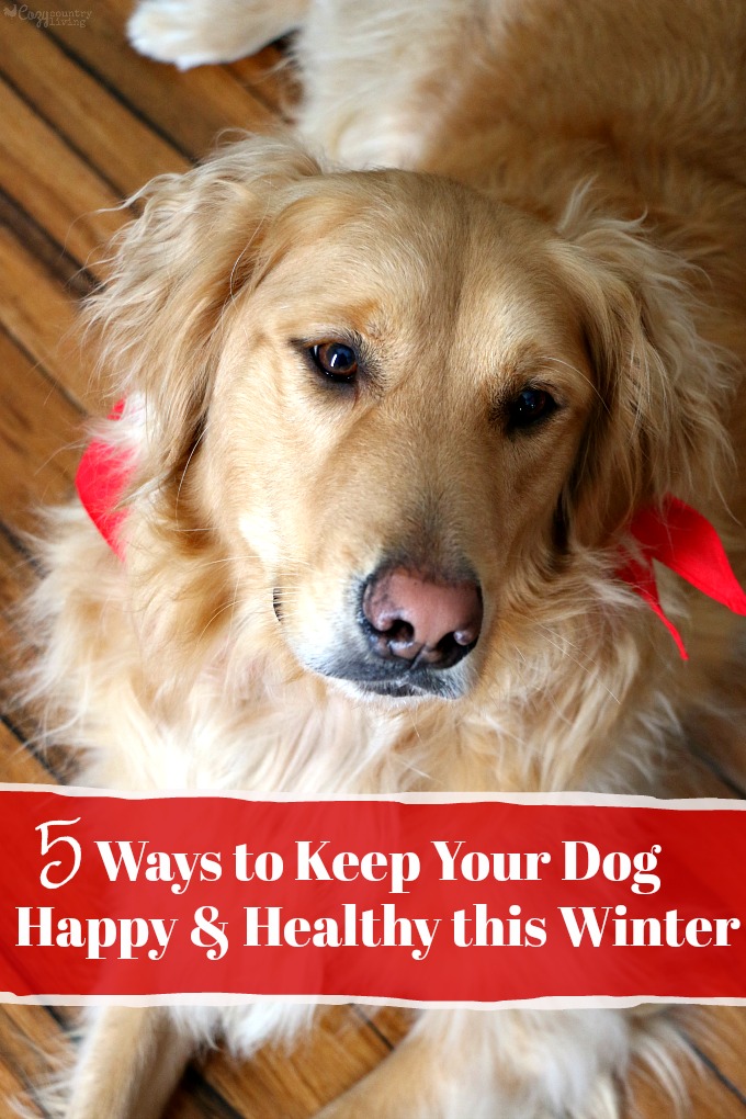 5 Ways to Keep Your Dog Happy & Healthy this Winter