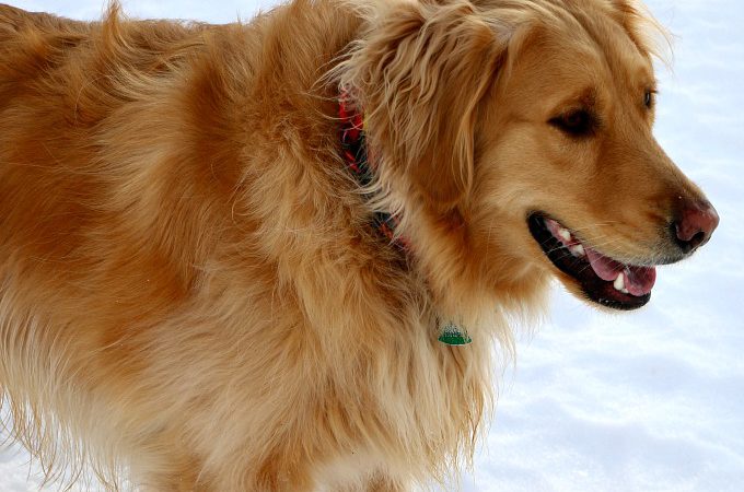 5 Ways to Keep Your Dog Safe this Holiday