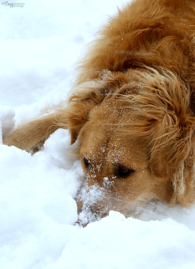 Golden Retriever Playing in Snow