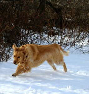 Golden Retriever Running In Snow