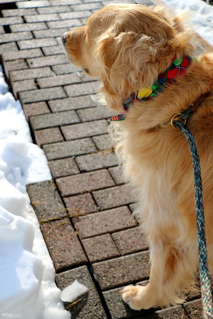Oscar Ready for a Winter Walk